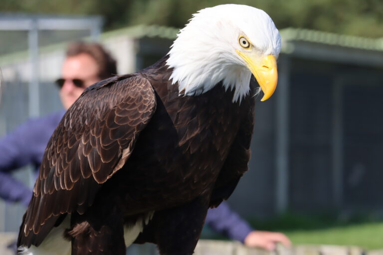 The Huntly Falconry and Dufftown